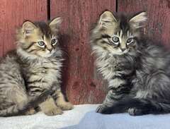 Vackra långhåriga kattungar