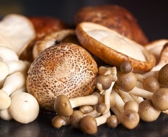 Erdei gombák ősszel