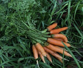 Huerto en casa: Como plantar y cultivar zanahorias