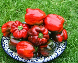 Sweet Peppers - dealing with a glut of sweet red peppers