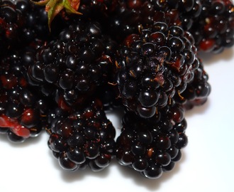 Wild Blackberry Bourbon Jam with FreshTECH Automatic Jam & Jelly Maker #CanItForward #Tutorial