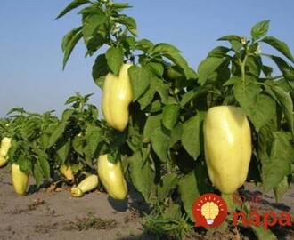 Myslite na to, keď budete sadiť a v lete nebudete vedieť čo s úrodou! Tajomstvo bohatej úrody papriky v tomto roku!