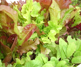 Salat aus roten Erdbeeren und grünem Spargel auf rot-grünem Pflücksalat