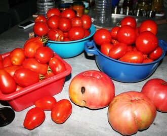 Dernières récoltes de tomates...
