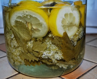 Bodza üdítő citromfűvel