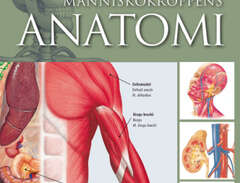 Människokroppens Anatomi