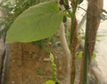 Keerai paripu Kadaisal (Dal with Spinach)