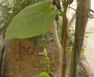Keerai paripu Kadaisal (Dal with Spinach)