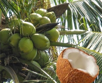 Kokosolja, ännu ett miljövänligt universalmedel