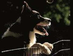 Border Collie Puppy Trainin...