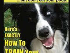 Border Collie Dog Training...