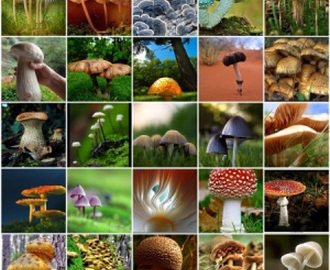 Cogumelos - Tipos e Dicas para comprar