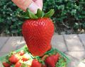 Me & My。春日草莓季 U-Pick Strawberry @ South Coast Farms