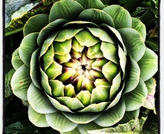 Beautiful Artichokes and Five Reasons You Should Be Eating Them