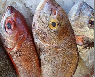Τι πρέπει να ξέρουμε για τα ψάρια