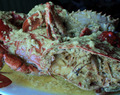 Buntan Crabs Recipe