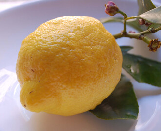 TACCHINO AL LIMONE & TORTA DELLA NONNA (Truthahnbraten mit Zitrone & Omakuchen)
