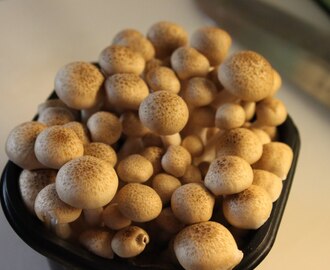 Färgglad pastagratäng med spännande svamp