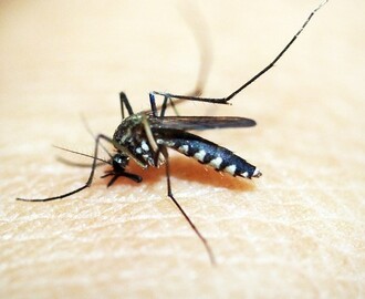 Oto najlepsza pułapka na komary – już nigdy Cię nie pogryzą!