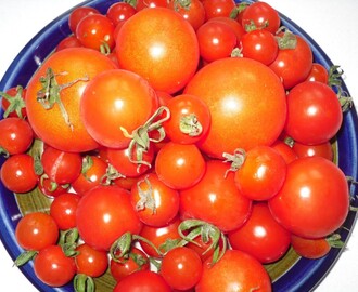 Når drivhuset bugner af tomater, så er det tid til tomatsuppe…