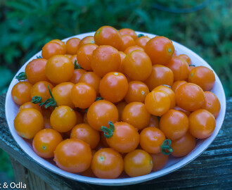 Tomaternas tid är nu - orange tomatketchup
