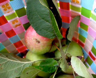 Äpplen och jivamukti