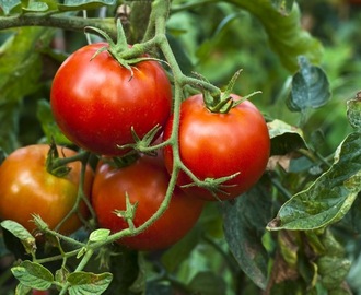 Pomidory: Pełnia zdrowia i smaku