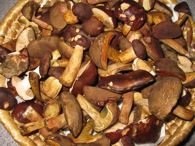Smetanová houbová omáčka ze suchohříbků, s vařenými mini brambory