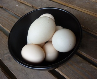 Nyvärpta ägg från RIKTIGT nära håll!