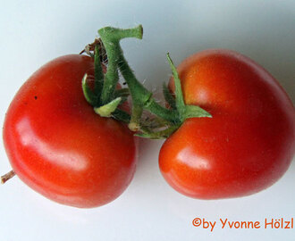 ♥ ♥ ♥ Tomaten-Ernte von heute ♥ ♥ ♥