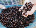 Il Black Ivory il caffè più caro al mondo 85 euro a tazzina