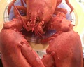 Whole Maine Lobster