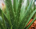 Plantas Medicinais: Aloe Vera