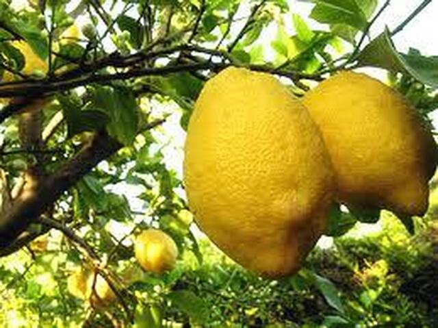 “Traditional Lemonade” & “Limoncello-Lemon Cake” Lemons Everywhere For A Summer Day