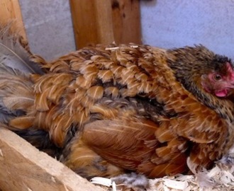 Country Life: Broody Hen