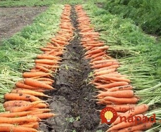 Keď idem sadiť mrkvu, vždy sa držím tejto rady od mojej starkej: Už roky mám takú úrodu, že mi ju chodia obdivovať všetci susedia!