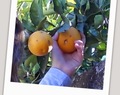 Mermelada de naranjas ... o una visita al Jardín de las Hespérides
