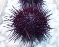 Fresh Catch (CSF) is a Seafood Lover's Dream Come True + Cracking My First Live Sea Urchin