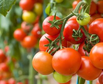 S týmto domácim hnojivom moje paradajky a uhorky rastú rýchlejšie a nie sú napadnuté žiadnym škodcom ani chorobou!