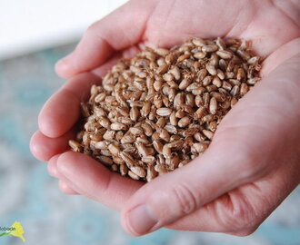 Cómo hacer bulgur y harina malteada a partir de trigo germinado {Germinados y brotes con Ventanas Verdes}