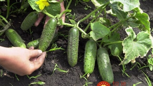 Uhorky budú rodiť ako nikdy: Pestovateľ poradil jednoduchý spôsob, ako výrazne zvýšiť úrodu uhoriek!