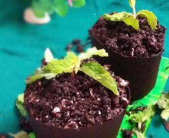 Chocolate  Flower  Tub filled  with Eggless Chocolate  Mousse  and Crushed  Oreo Biscuit