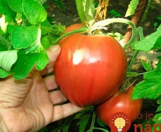 Dobrá rada stojí groš: Toto robím pri sadení rajčín už roky a plody sú sladučké, zdravé a nemusím riešiť pleseň ani choroby!
