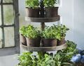 Ogródek ziołowy w kuchni