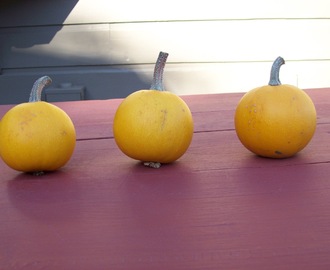 squash week at food fest...want a recipe for pomme d'or squash?