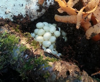 Achatina snegler, de har lagt egg! og de har klekket!