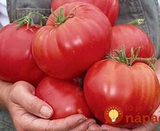 Farmár použil starodávny zlepšovák pri pestovaní paradajok: ...