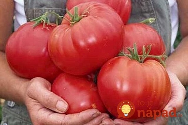 Farmár použil starodávny zlepšovák pri pestovaní paradajok: ...