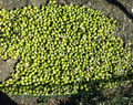 Olio extra vergine di oliva biologico Tripodi località Chorio (Reggio Calabria)