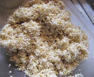 Sprouted Quinoa and Sprouted Quinoa Flour